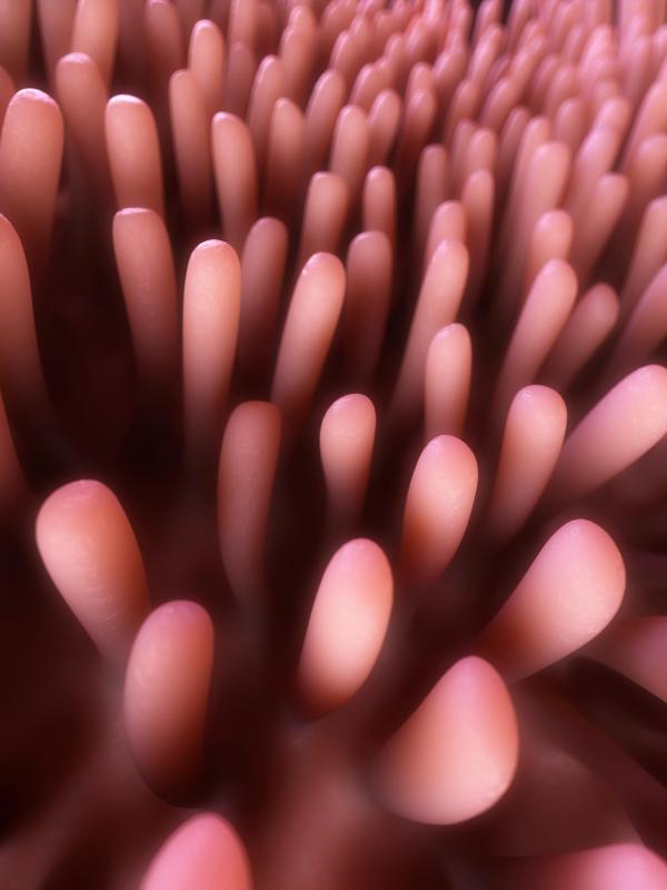 Villi are an important part of the digestive system, as they gather nutrients from the food being processed.