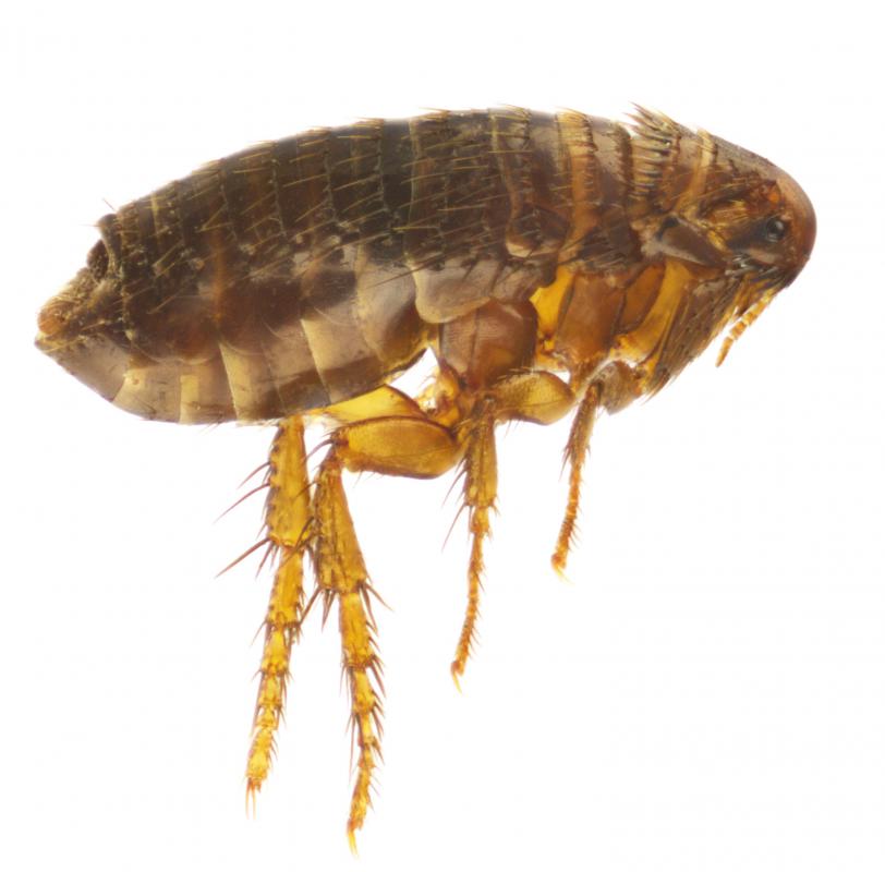 Endemic typhus is caused from bodily contact with fleas.