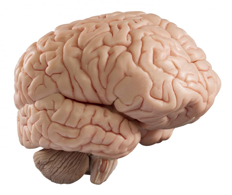 The brain is composed of gray matter and white matter.