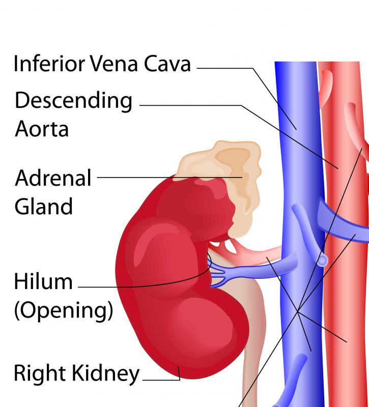 The inferior vena cava transports blood from the kidneys, genitals, abdomen and liver.