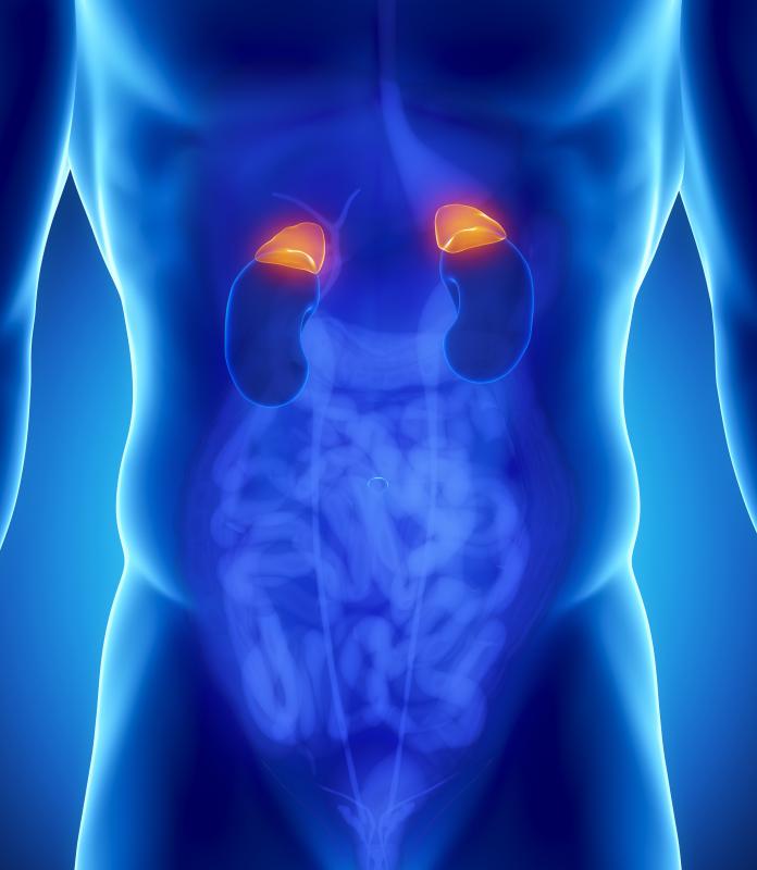 The autonomic nervous system is a responsible for communication between the brain and involuntary organs such as the adrenal glands.