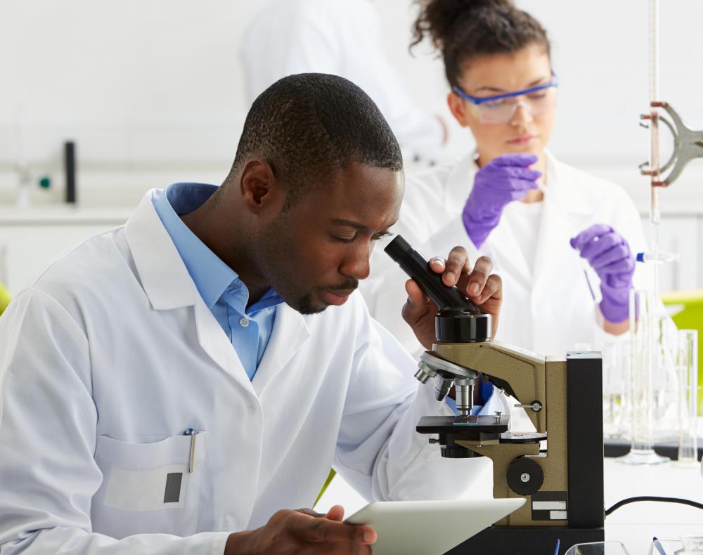 Bile canaliculi can be studied by examining liver tissue under a microscope.
