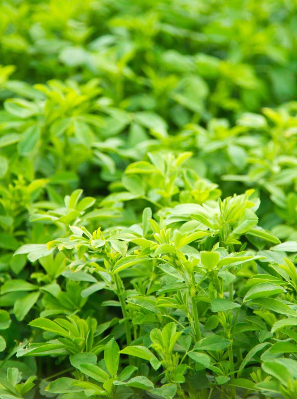 Alfalfa plants.