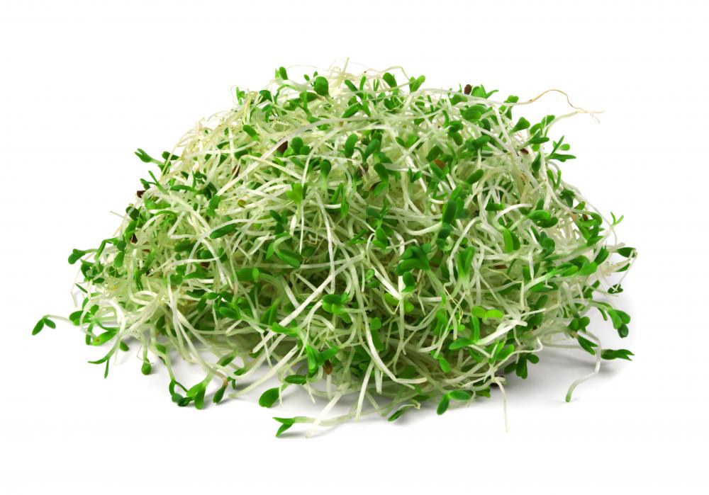 Alfalfa sprouts.