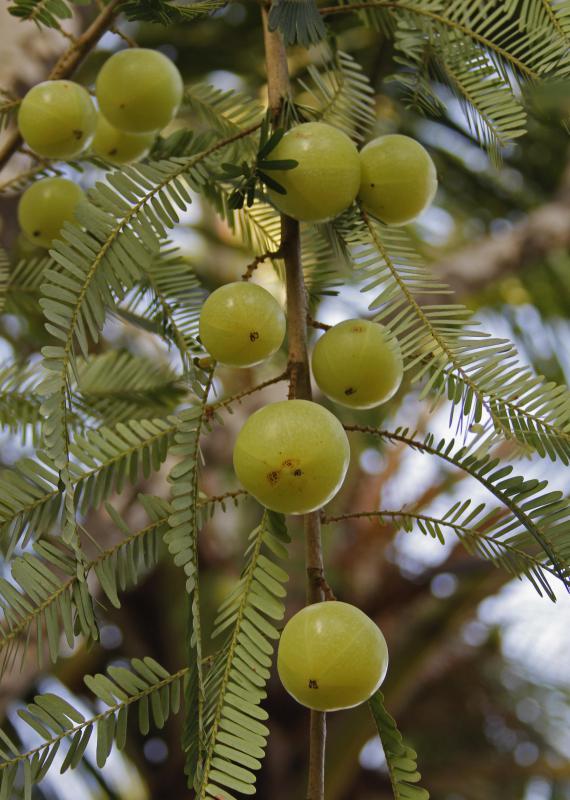 Amla is a berry-like fruit that grows on the Indian gooseberry tree, also known as the amalaki tree.