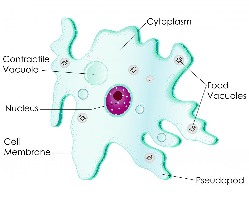 DNA is contained within the cell nucleus.