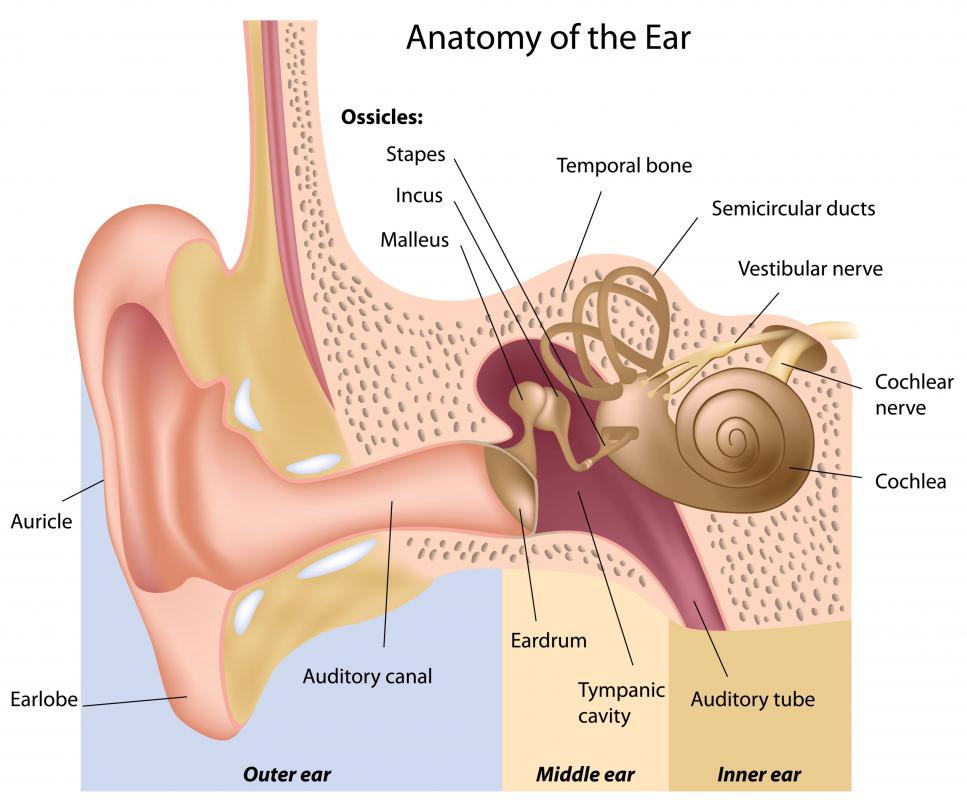 Getting water trapped in the ear canal can cause pain and swollen ears.