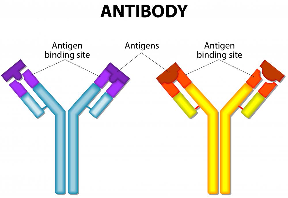One important role of lymphocytes is the production of antibodies, and these plasma cells enter the circulation system, ready to attach to antigens.