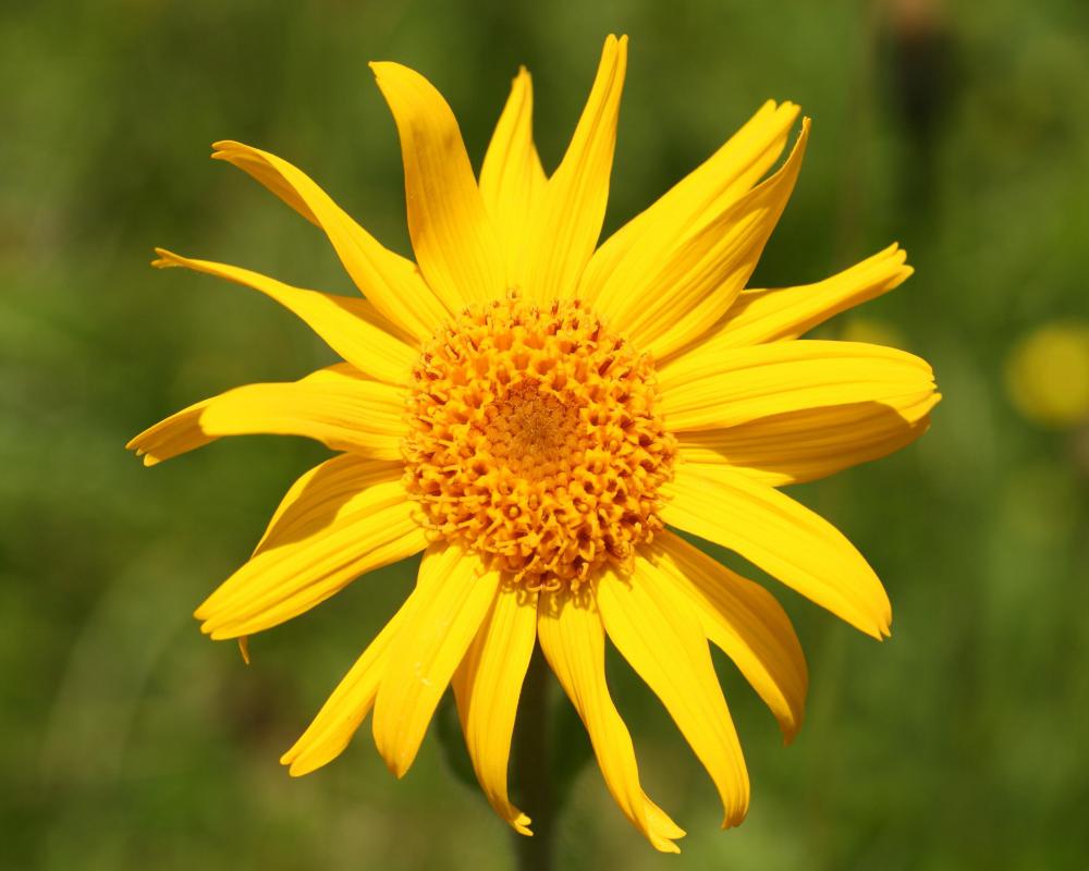 Arnica plants have bright yellow flowers that grow in radial heads.