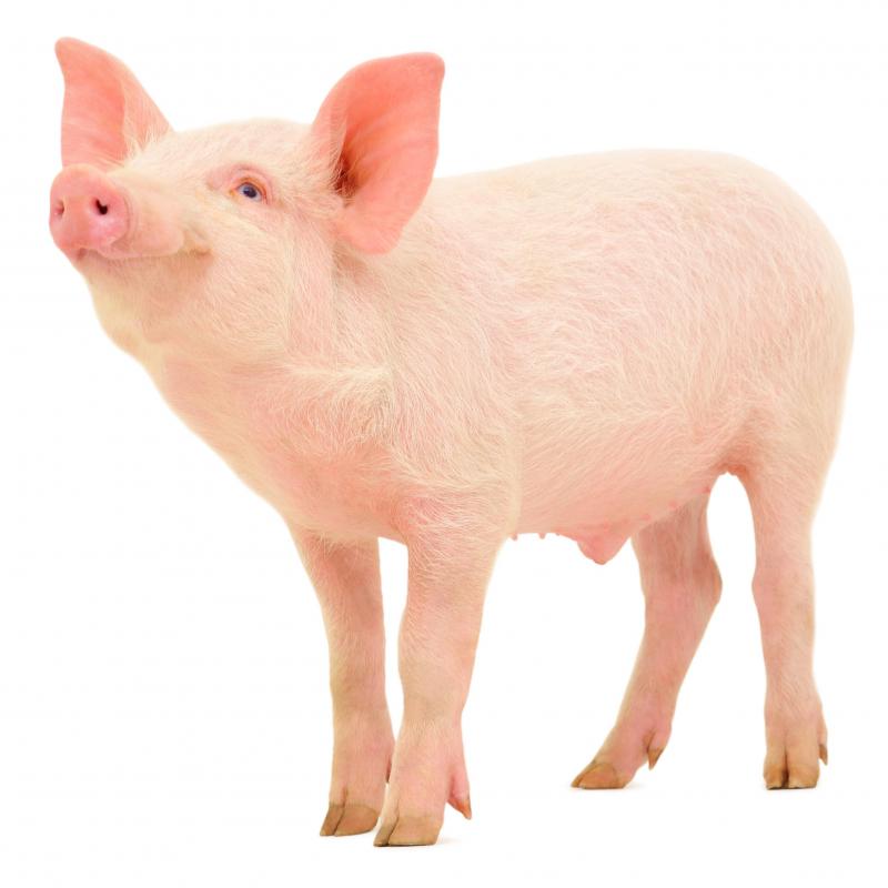 Pancreatin is commonly extracted from the pancreas of pigs.