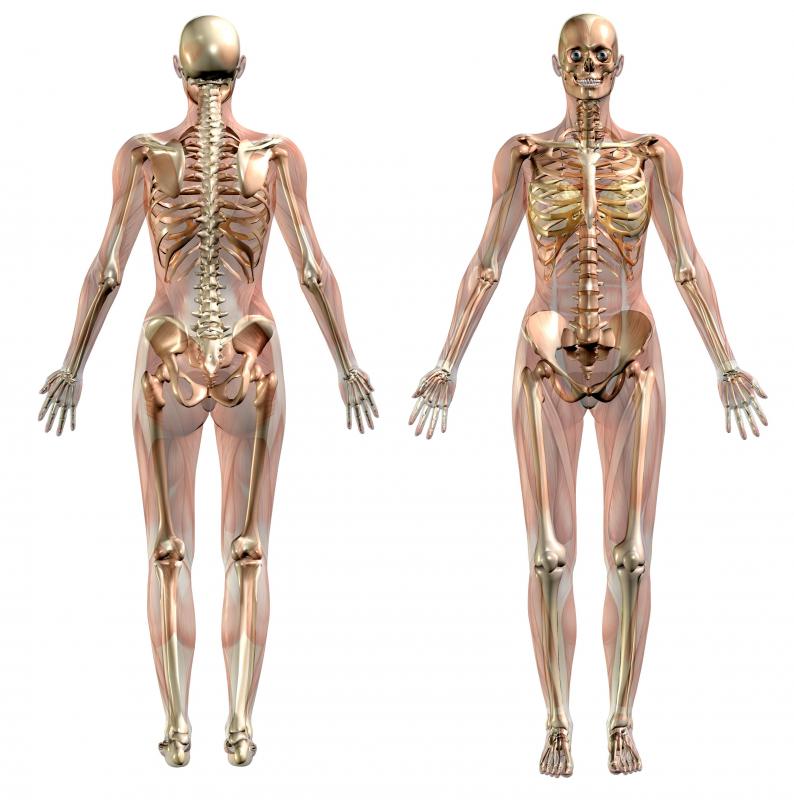 Compact bone can be found throughout the human skeleton.