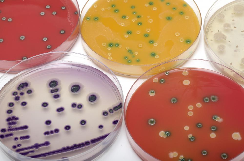 Aerobica bacteria are the most widely distributed organisms on the planet.