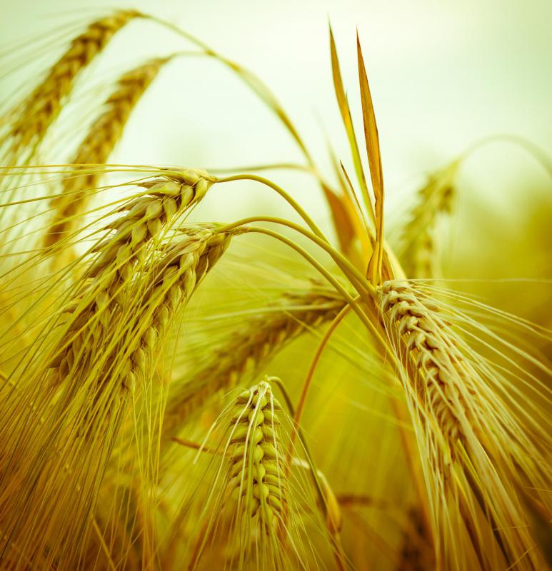 Types of beta glucan can be derived from barley.