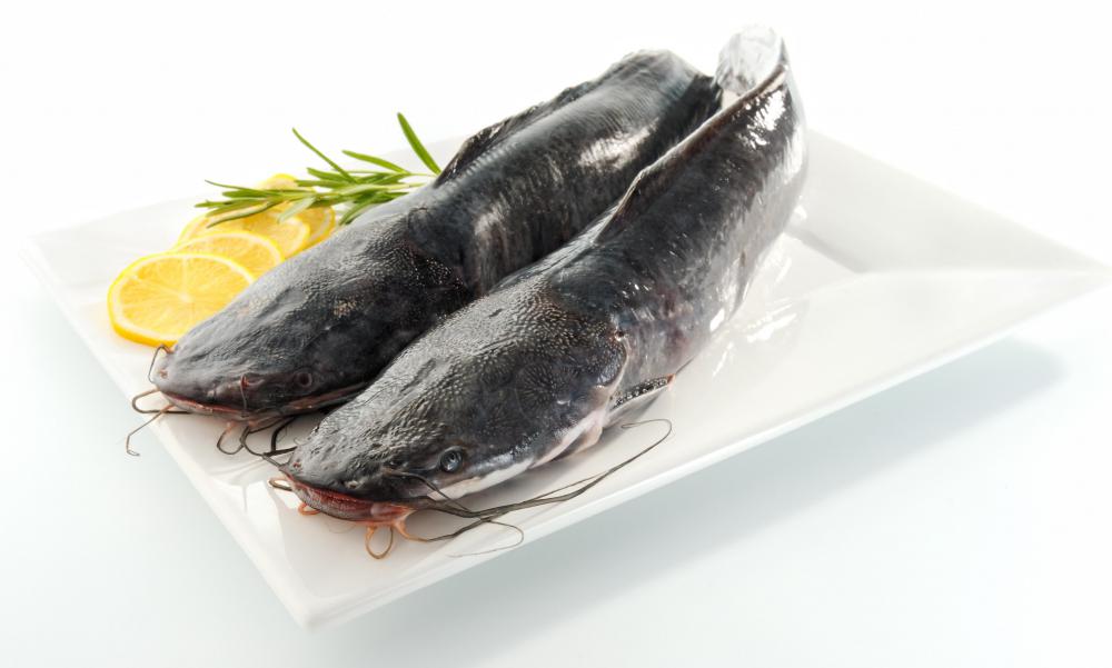 Catfish, which are high in protein.