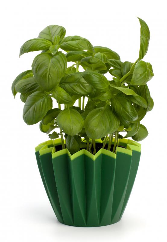 Oil made from basil leaves is used as part of the raindrop technique.