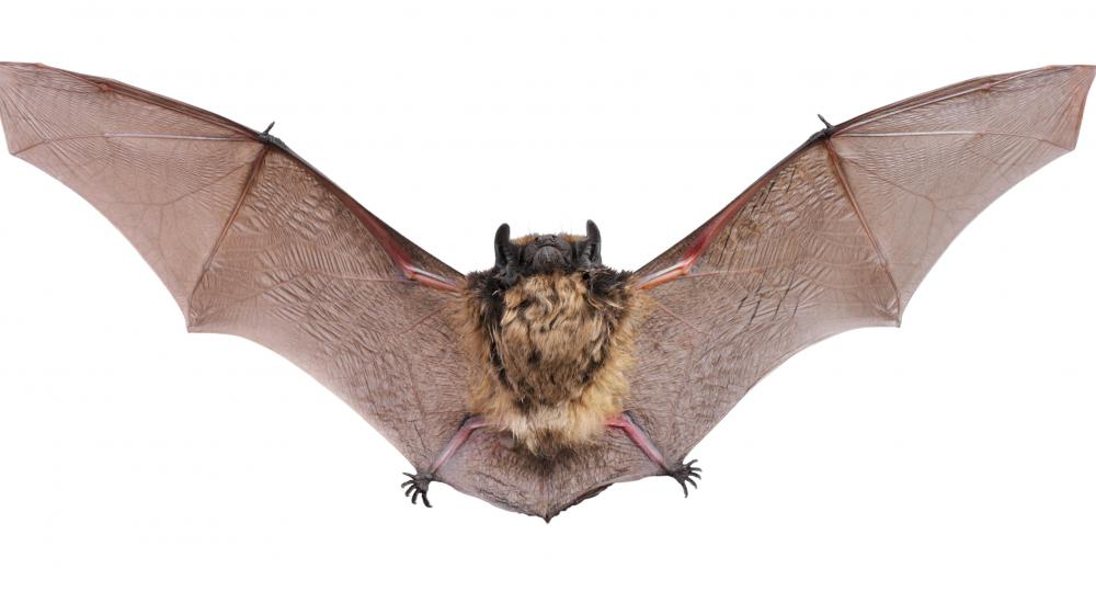 Bats may transmit rabies to humans.