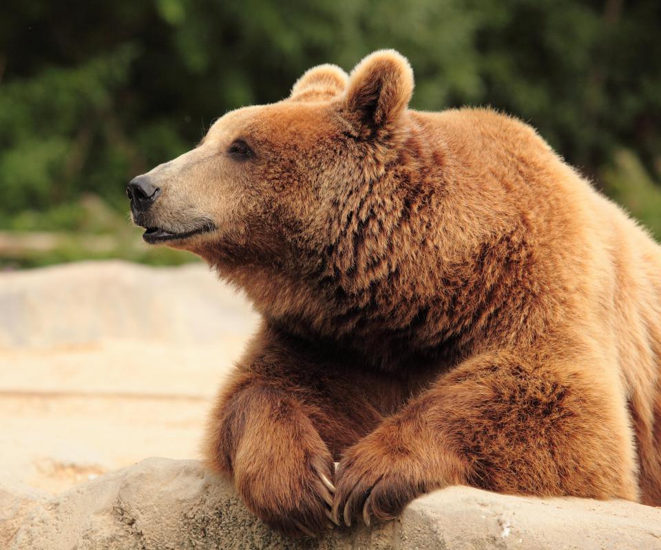 A grizzly bear's gestation period is comparable to a human's.