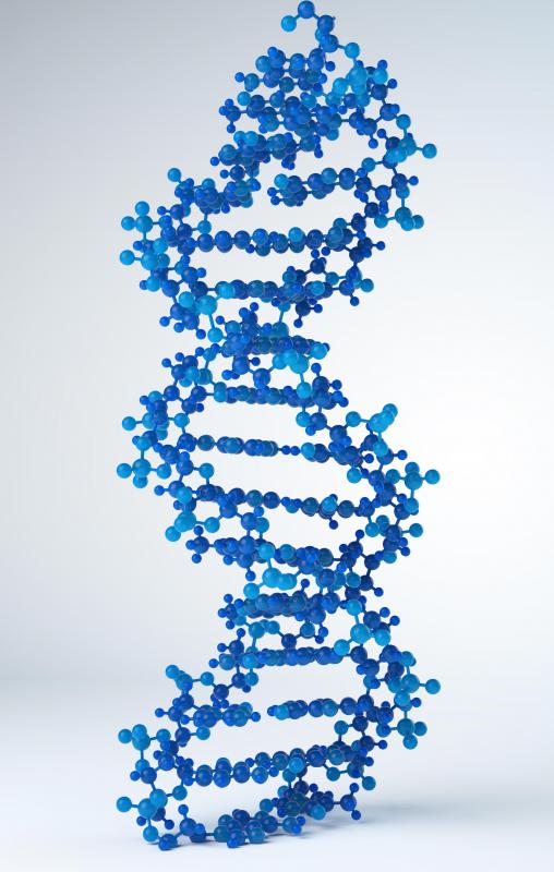 DNA's double helix can unzip to allow RNA to copy the instructions for protein synthesis.