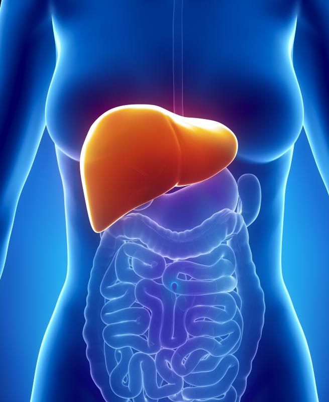 The human liver is one organ that can have a section harvested from a living person.