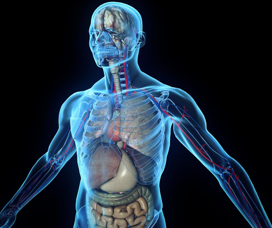 The total weight of organs, muscles, and bones in the body is referred to as lean body weight.