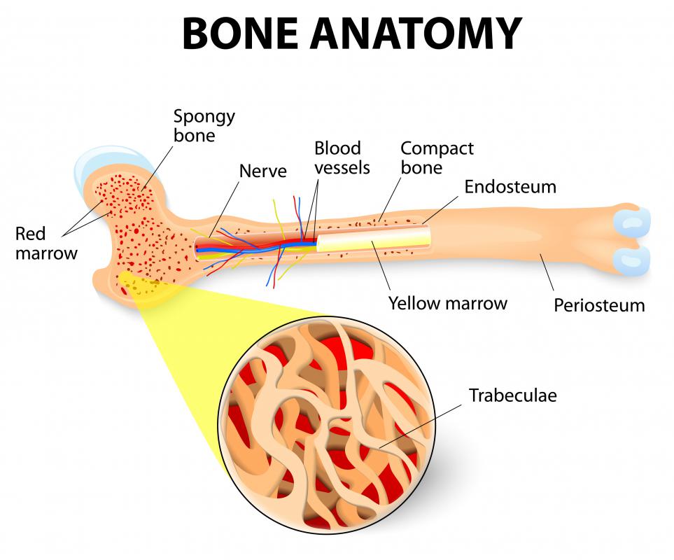 B cells are produced in the bone marrow, which provides a steady supply to the body.