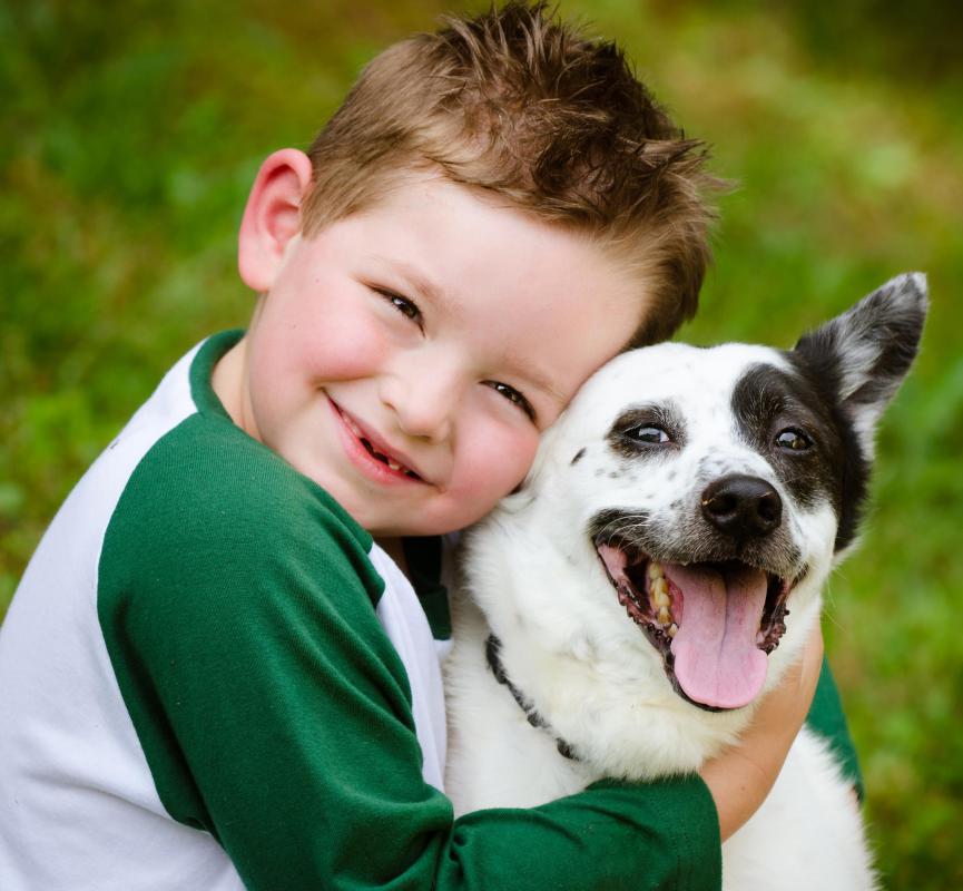 Dogs used in animal-assisted therapy often provide a calming effect.