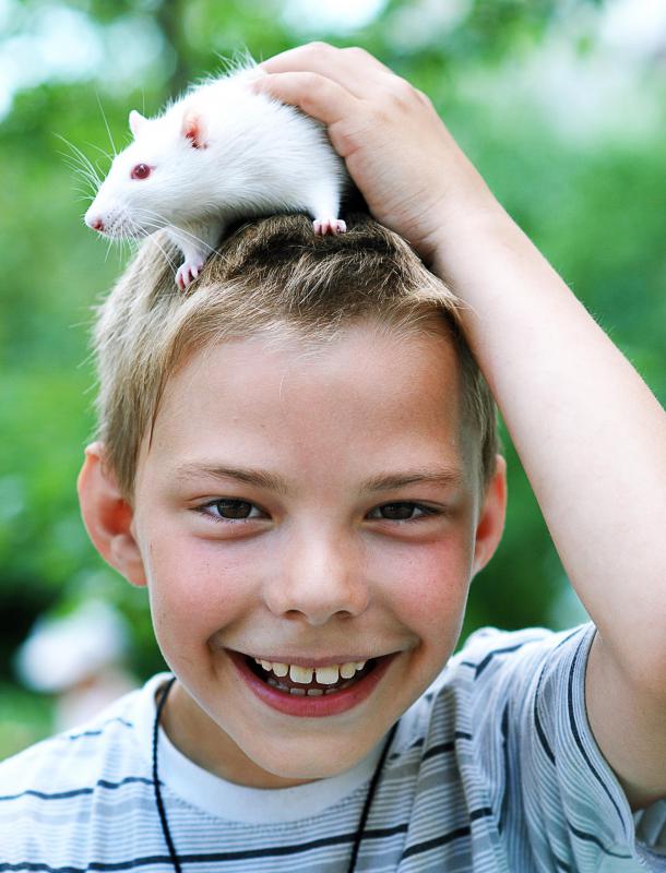 People can get rat-bite fever from pet rats.