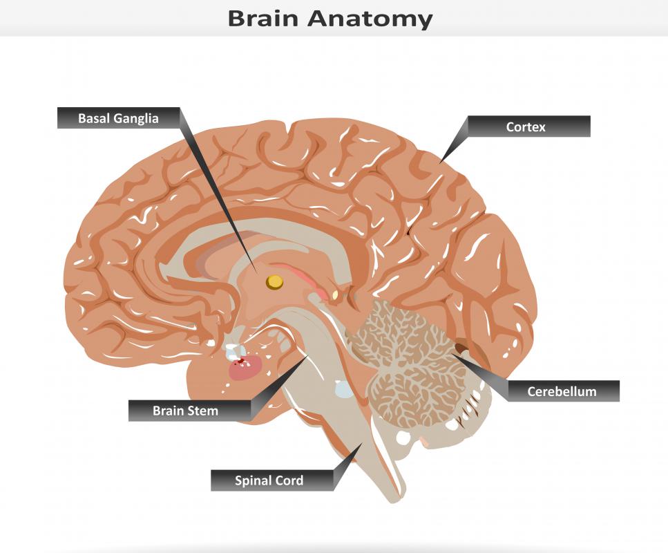 Oromandibular dystonia is thought to be caused by a problem with the basal ganglia.