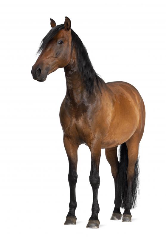 Horses have a long gestation period.