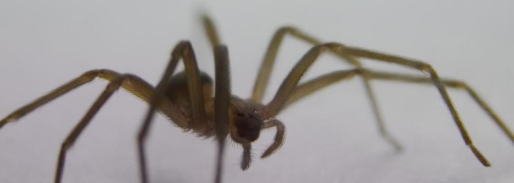 Wound cellulitis may occur if an individual is bitten by a brown recluse spider.