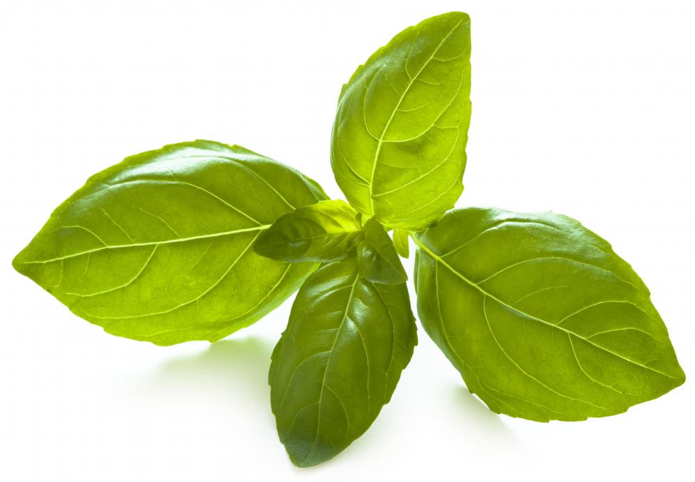 Basil, which contains eugenol.