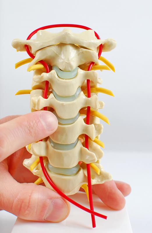 Cervical nerves stem from the first seven vertebrae, C1-C7, of the spinal cord in your neck.