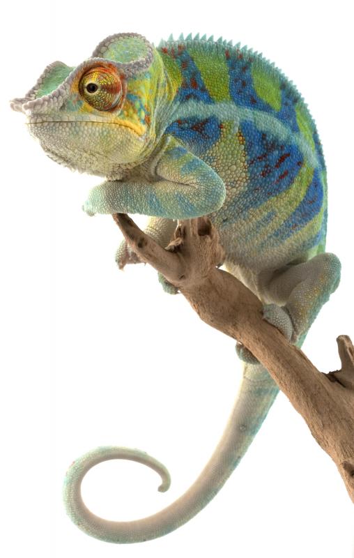 Chameleons have lamellae on their feet to improve their grip.