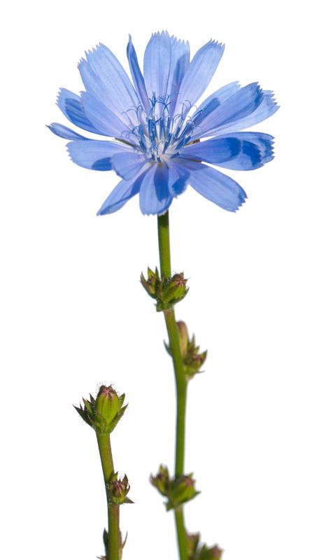 The root of the chicory plant contains a large amount of oligosaccharides.