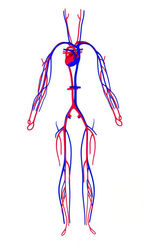 Endothelium is a thin layer of epithelial cells that line the blood vessels of the entire circulatory system.