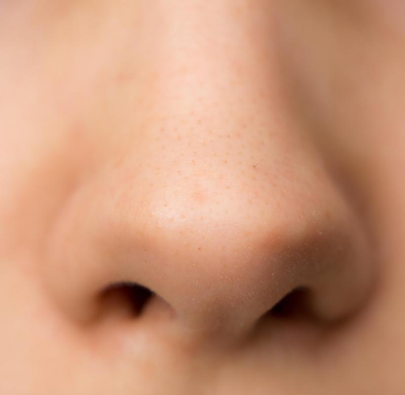 Cells in the nose that process odor send signals straight to the olfactory bulb.
