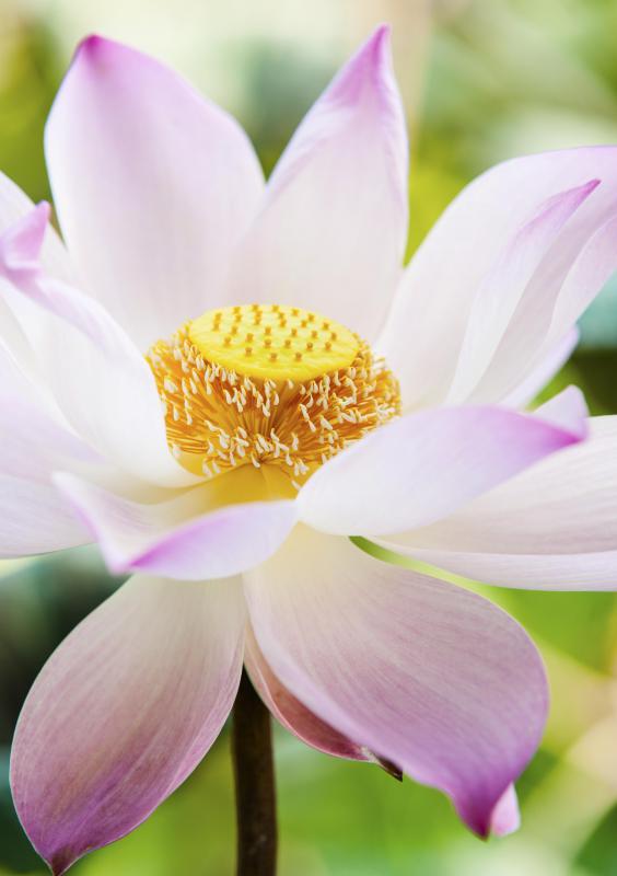 The lotus leaf may be found throughout the tropical regions of Asia and the Middle East.