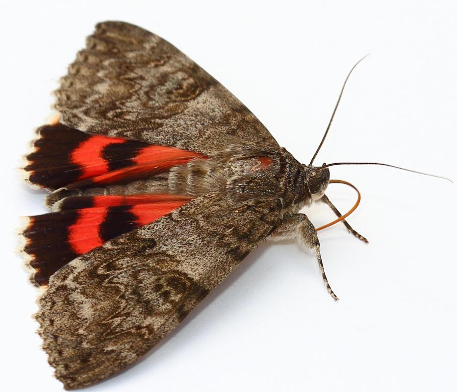 Frenulum may refer to a wing structure that is seen in certain moth species.