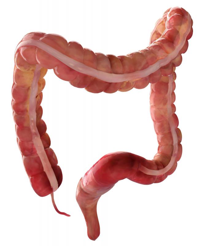 The colon and rectum.