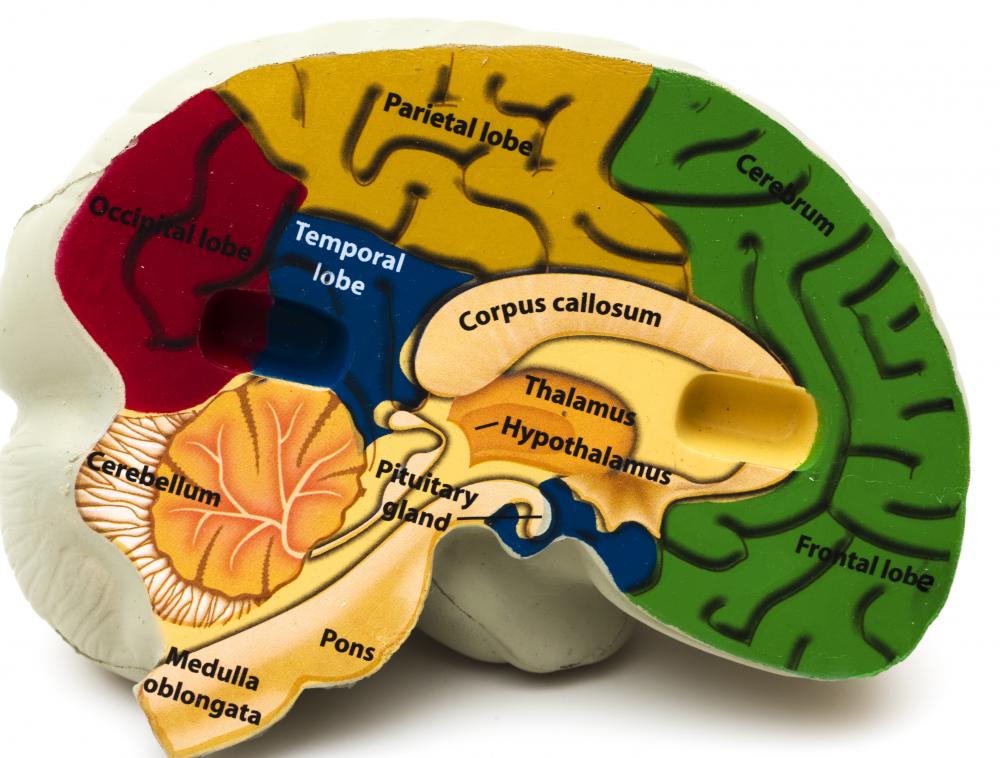 Sensory areas can be found in the occipital and parietal lobes of the brain.