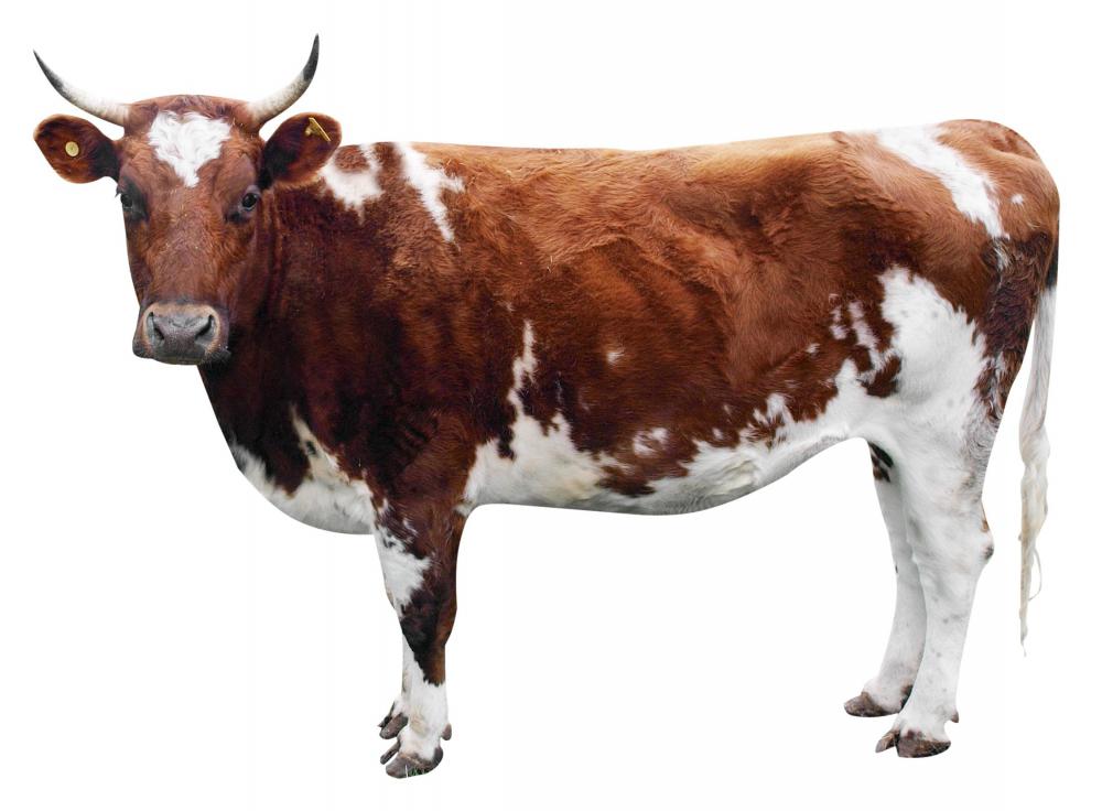 A cow's skin, fur, nails, hooves, horns, and teeth all contain keratin.