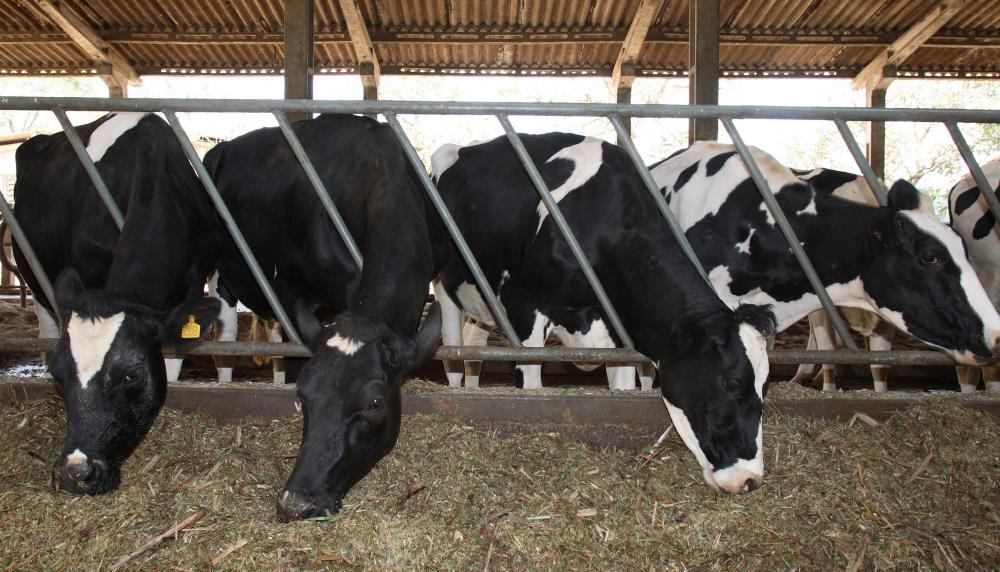Pectinase is added to livestock feed to aid in digestion.