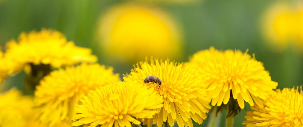 Dandelion roots are rich in antioxidants, vitamins, and minerals.