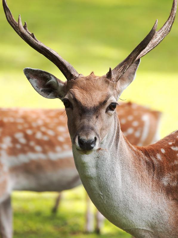 Deer are one type of animal that feed on Juglans cinerea.