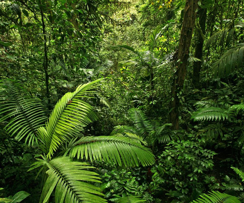 Babassu oil comes from a tropical rain forest tree.