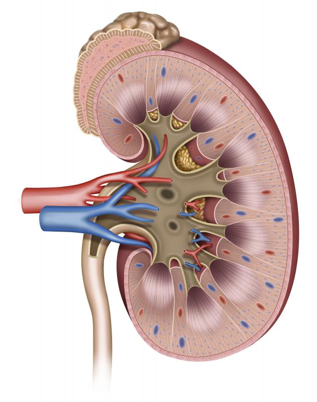 Kidneys are crucial in the deamination process, as they break down amino acids into ammonia.