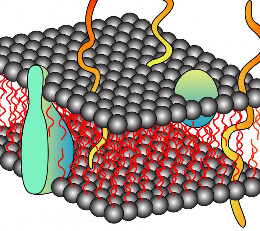 A semipermeable membrane allows some types molecules to pass through but blocks others.