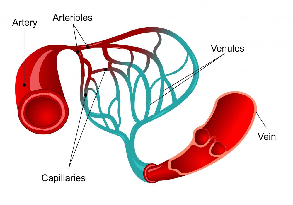 Capillaries connect the arterioles and the venules. There are three different types of cappilaries.
