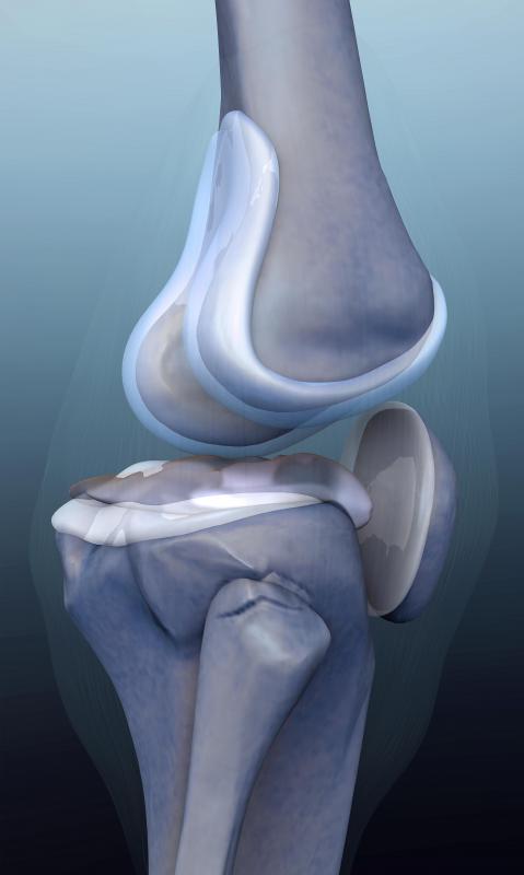 Cartilage plays an important role in joints throughout the body, such as the knees.