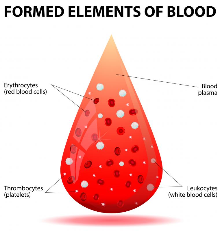 White blood cells -- which defend the body against bacteria, viruses and parasites -- can attack transplanted organs.